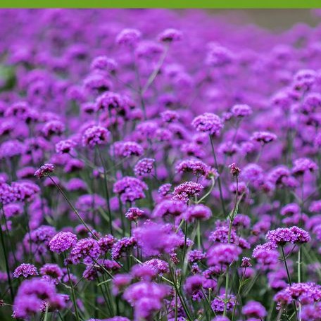 ดอกเวอร์บีน่า🌺 📌ถูกที่สุด10บ.📌🎊เมล็ดพันธ์ุดอกเวอร์บีน่า30 เมล็ด 🌻งอกง่าย🎈 ดอกดก☘️สวยน่ารักมากๆ