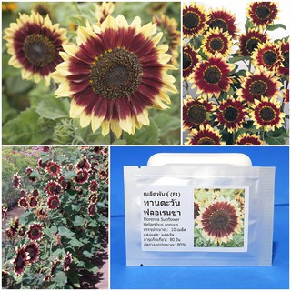 เมล็ดพันธุ์ ทานตะวัน ฟลอเรนซ่า (Florenza Sunflower F1 Seed) บรรจุ 10 เมล็ด คุณภาพดี ของแท้ 100%