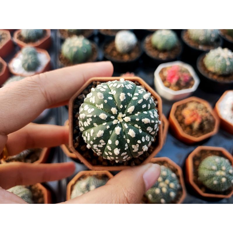 แอสโตร วี ด่าง ซุปเปอร์ นูดัม 5 พู ปลาดาว Mix astro v super nudum cactus กระบองเพชร แคคตัส