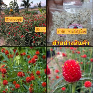 (5ซอง)(vาย เมล็ดพันธุ์) เมล็ด บานไม่รู้โรย บานมิรู้โรย สี แดง สด สวนบนดอย