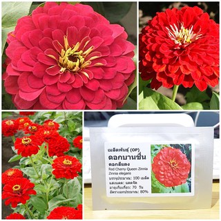 เมล็ดพันธุ์ ดอกบานชื่นสีแดง (Red Cherry Queen Zinnia Seed) บรรจุ 100 เมล็ด คุณภาพดี ของแท้ 100%