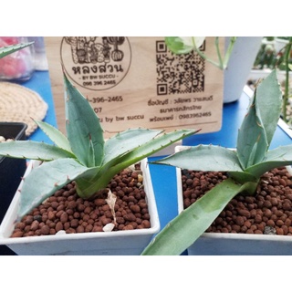 อากาเว่ Agave ส่งพร้อมกระถาง