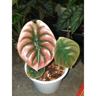 alocasia cuprea red secret คูเปรีย