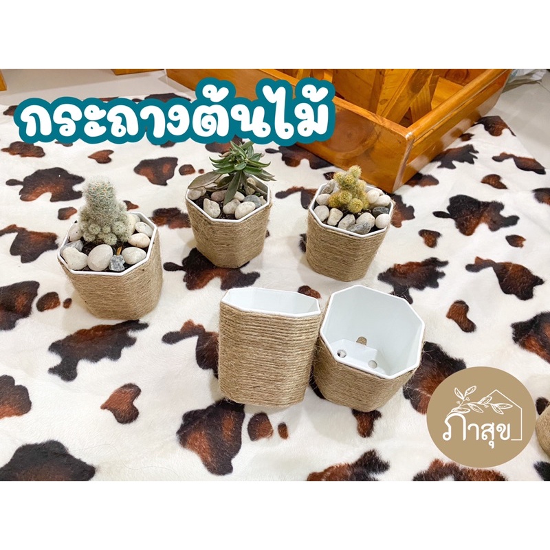 🪴กระถางต้นไม้ กระถาง มินิมอล กระถางมินิมอล 🪴 แคคตัส กระบองเพชร ต้นไม้ขนาดเล็ก