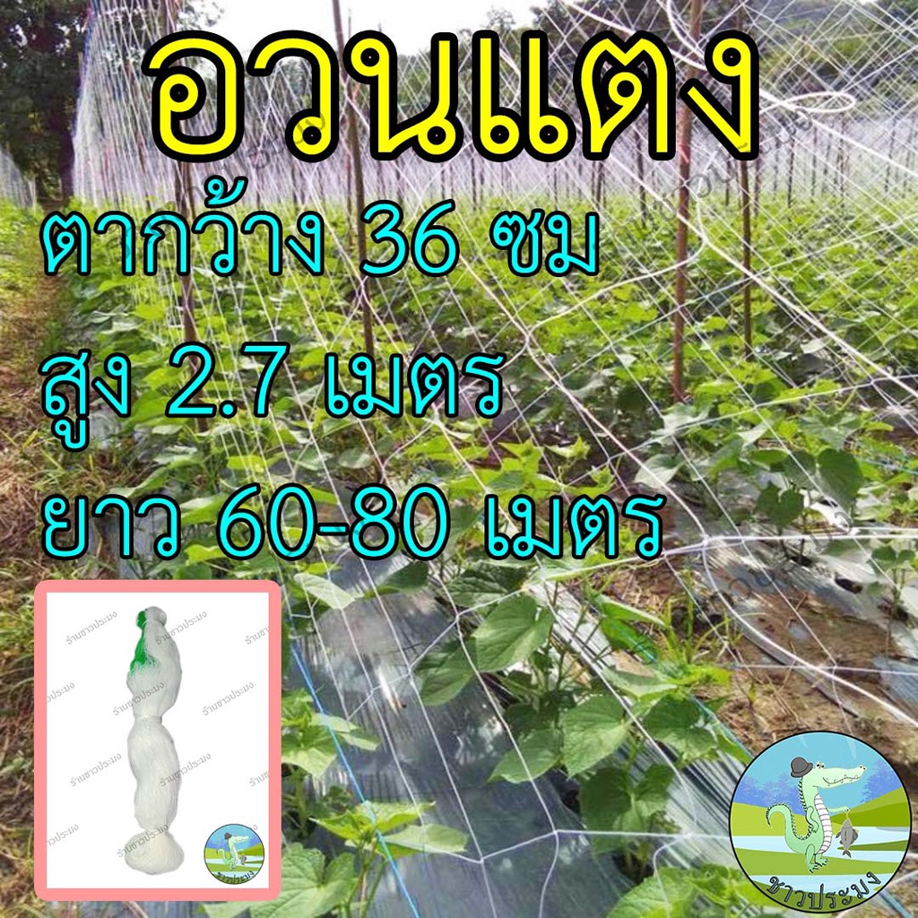 อวนแตง​ ตา 36 เซน สูง 2.7 เมตร ตาข่ายปลูกผัก สำหรับปลูกพืชไม้เลื้อย อวนค้างแตง​​ ตาข่ายปลูกแตงตาข่าย