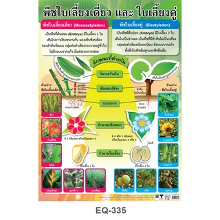 โปสเตอร์ พืชใบเลี้ยงเดี่ยวและใบเลี้ยงคู่  #EQ-335 โปสเตอร์กระดาษอาร์ตมัน สื่อการเรียนการสอน สื่อการเรียนรู้