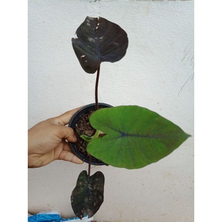 แบลคเมจิก(colocasia black magic)