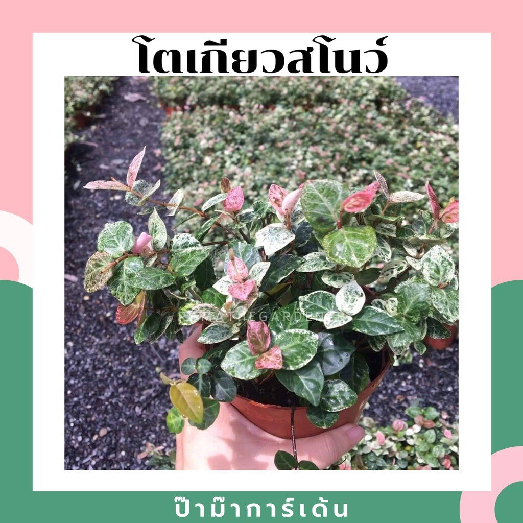 (ลดราคาพิเศษ) ต้นโตเกียวสโนวด่างชมพู มาในกระถางพร้อมตั้ง ต้นแข็งแรงดี แค่กอไม่แน่นแล้ว ไม่รับเปลี่ยน หรือ คืนสินค้า