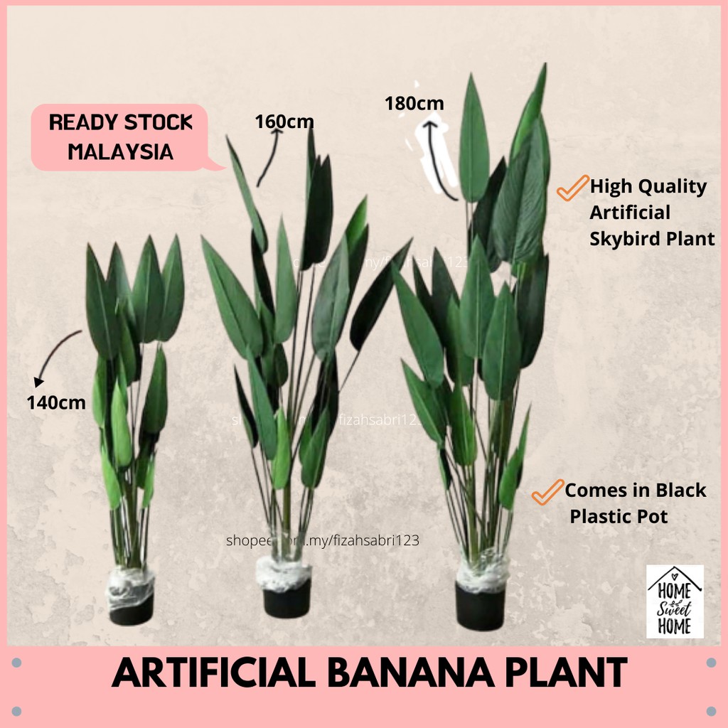 พืชกล้วยเทียม Pokok Pisang Hiasan Banana Tree