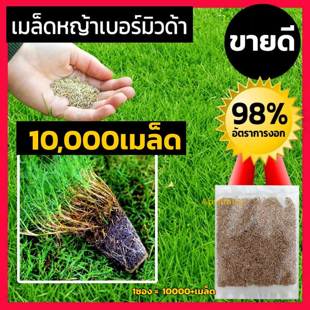 10000+ เมล็ดพันธุ์ เมล็ดหญ้าเบอร์มิวด้า เมล็ด หญ้าเบอร์มิวด้า หญ้าเมอบิวด้า Bermuda Grass Seed หญ้าส