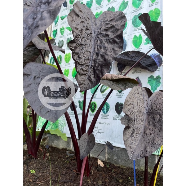 Colocasia Black Ripple โคโลคาเซีย แบล็คริปเปอร์