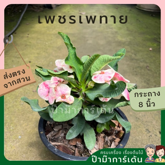 มุมมอง 2