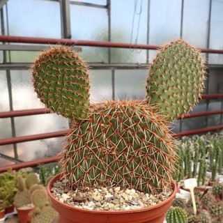 Opuntia pycnantha หมีแดง โอพันเทีย กระบองเพชร แคคตัส cactus