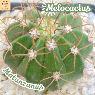 [เมโลแคระ] Melocactus Matanzanus ส่งพร้อมกระถาง เซฟาเลี่ยม Cephalium ไม้หนาม ทะเลทราย แคคตัส พืชอวบน้ำ Cactus Succulent