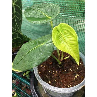 Anthurium Peltigerum/หน้าวัวใบแรร์ไอเทม