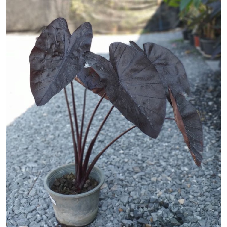 ต้นบอนแบล็คริปเปิ้ล Colocasia Black Ripple ไซส์ตั้งแม่