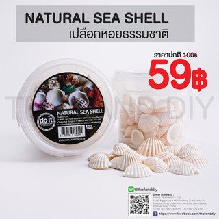 🐚✨NATURAL SEA SHELL -  เปลือกหอยธรรมชาติ 02 ✨🐚