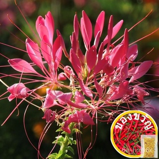 เมล็ดพืชที่หายาก Cleome Spinosa เมล็ดพืชปีนเขาสดจริง IUNI