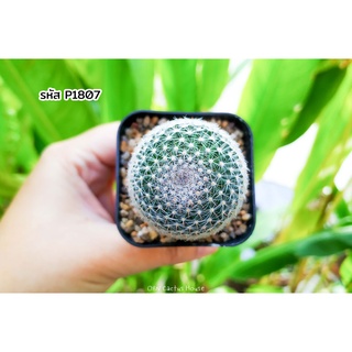 แคคตัส แมมนกฮูก แมมมิลลาเรีย เพอเบลลา (Mammillaria Perbella)