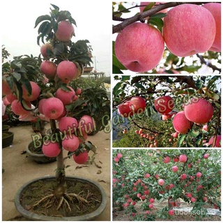 ถูก ใหม่ สายพันธุ์เมล็ดพันธุ์ แอปเปิ้ล Apple Tree Seeds Fruit Seeds พันธุ์ไม้หายาก ต้นผลไม้ บอนไซ ไม้ประดับ ต้นไม้แคร O3