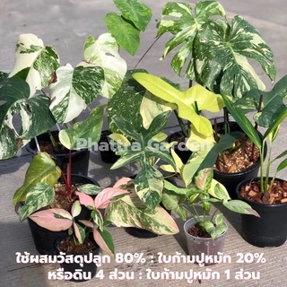 ใบก้ามปู ใบก้ามปูหมัก ส่งฟรี (5kg) ร่อนละเอียด ไม่ผสมดิน สะอาด ไร้กลิ่น หมักนานแรมปี