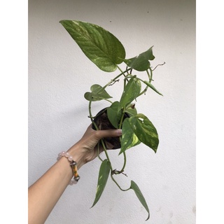 ✅โล๊ะ  คละส่ง - Epipremnum pinnatum yellow variegated n.2 -