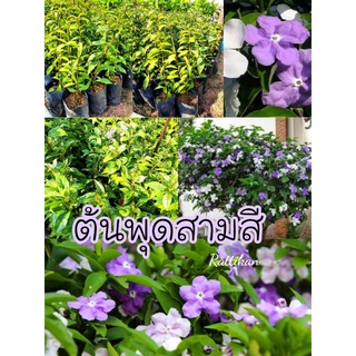 ต้นพุดสามสี เป็นไม้พุ่ม🍀☘🌱 สินค้าพร้อมส่ง(รับประกันสินค้าชำรุดเครมฟรี)