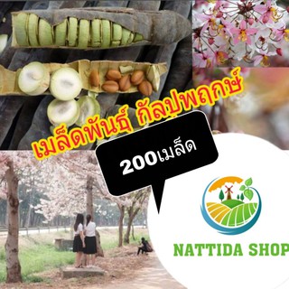 เมล็ดพันธุ์กัลปพฤกษ์ 200เมล็ด พร้อมปลูก ต้นกัลปพฤกษ์ กัลปพฤกษ์