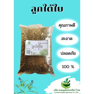 ลูกใต้ใบอบแห้ง ขนาด 500 กรัม ใช้เป็นยาบำรุงร่างกาย