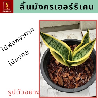 ลิ้นมังกรเฮอร์ริเคน ไม้มงคล ไม้ฟอกอากาศ ส่งแบบล้างราก