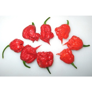 ต้นกล้า พริกแคโรไลน่ารีพเพอร์ Carolina Reaper ต้นพริก พริกที่เผ็ดที่สุดในโลก กล้าละ 39 บาท