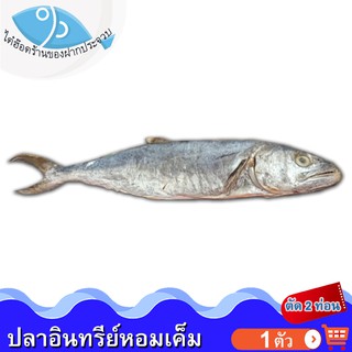 ไต๋ฮ๊อด ปลาอินทรีย์เค็ม 280-300กรัม 1ตัว ปลาอินทรีย์ ปลาอินทรีย์หอม อินทรีย์เค็ม ปลาอินทรี ปลาเค็ม ของแห้ง อาหารทะเล