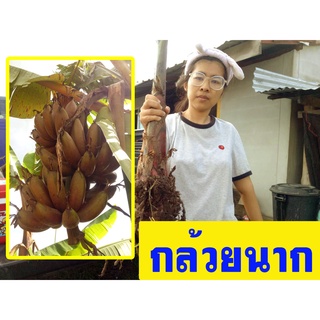 (กล้วยมงคล กล้วยแปลก) หน่อกล้วยนาก ผลกล้วยสีแดงเข้ม กล้วยแปลก กล้วยมงคล ปลูกหน้าบ้านเป็นศิริมงคลแก่บ้าน