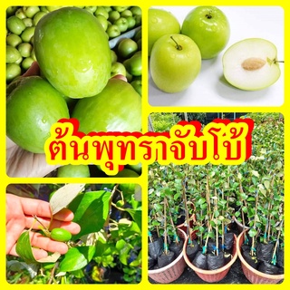 ต้นพุทราจัมโบ้ ต้นพันธุ์ทาบกิ่งสูง 40-50 ซม. ปลูกง่าย โตไว 1 ปีติดผล รับประกันพันธุ์แท้ 100%