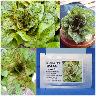 เมล็ดพันธุ์ ผักสลัด เฟรคเคิล (Freckles Lettuce Seed) บรรจุ 300 เมล็ด คุณภาพดี ราคาถูก ของแท้ 100%