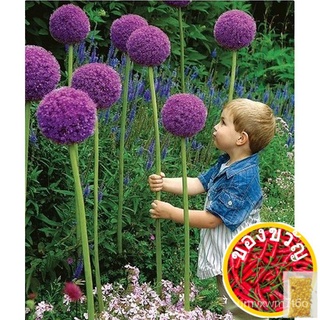 100 seeds/pack bonsai ornamental Allium flower seedsseeds/种子/苹果/手链/玫瑰/裙子/木瓜/母婴/向日葵/头饰/ VM6B