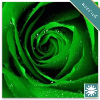 30 เมล็ด เมล็ดพันธุ์ กุหลาบมินท์ Mint Green Blue Rose Seeds ดอกใหญ่ นำเข้าจากต่างประเทศ พร้อมคู่มือ เมล็ดสด ใหม่