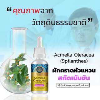 (สินค้ามีพร้อมส่ง) ผักคราดหัวแหวน ขนาดใหม่ 30ml Acmella Oleracea Extracted High Concentration(Emperor Herbs)