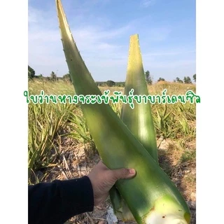 ใบว่านหางจระเข้ ซื้อ10กิโลแถม1กิโล ปลอดสารเคมี💯ปลูกด้วยวิธีธรรมชาติ