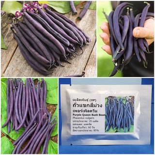 เมล็ดพันธุ์ ถั่วแขกสีม่วง (Purple Queen Bush Bean Seed) บรรจุ 20 เมล็ด คุณภาพดี ราคาถูก ของแท้ 100%