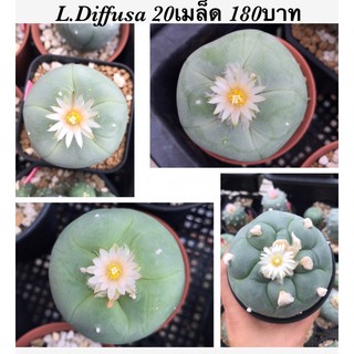 เมล็ดโลโฟ Lophophora Diffusa Seeds