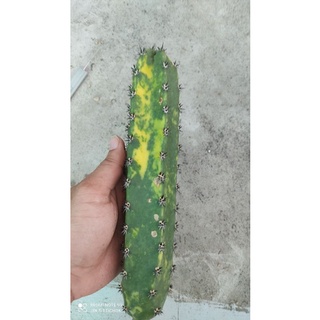 ตอหนามดำด่างลายหินอ่อน cactus