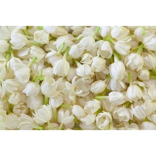Jasmine Fresh Flower Thailand