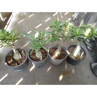 พลอยใส ขาวอมชมพู ต้นชวนชม ดอกซ้อน adenium desert rose plant