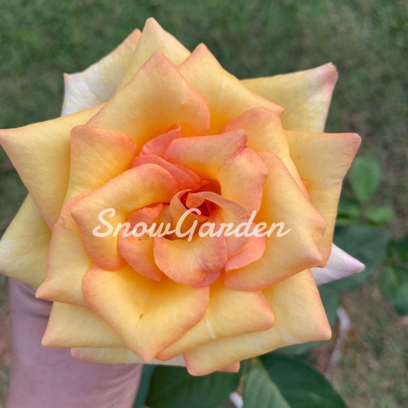กุหลาบ ดอกใหญ่ สีส้มทอง ถุงใหญ่ ส่งติดดอก