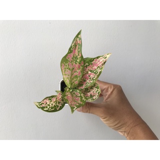 ต้นอโกลนีมา Aglaonema (Chinese Evergreen) ในกระถาง 2 นิ้ว