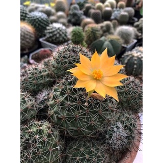 🌵แมมหนามตะขอดำ หรือ แมมเบเนกกี้ไอ 🌵ดอกสีเหลือง🌼(หน่อเด็ดสด)