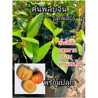 ต้นพลับจีน พลับจีน ลูกพลับ เนื้อสีส้ม รสหวาน กรอบ ทานสดได้ (พร้อมปลูก)