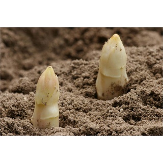 10 เมล็ดพันธุ์ หน่อไม้ฝรั่ง White Asparagus Seeds มีคู่มือพร้อมปลูก อัตรางอก 80-85%