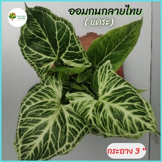 ต้นออมกนก ออมกนกลายไทย แคระ Syngonium Batik เสริมมงคล ไม้ประดับ ลายใบชัดเจน สวย กระถาง3 นิ้ว